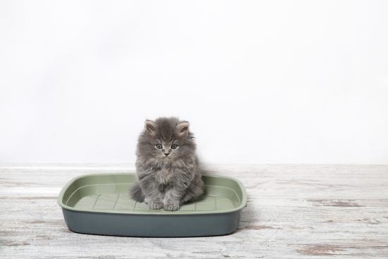Chaton dans une litière en plastique
